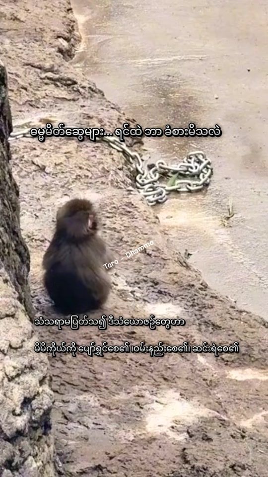 TikTok video thumbnail by tarodhamma1