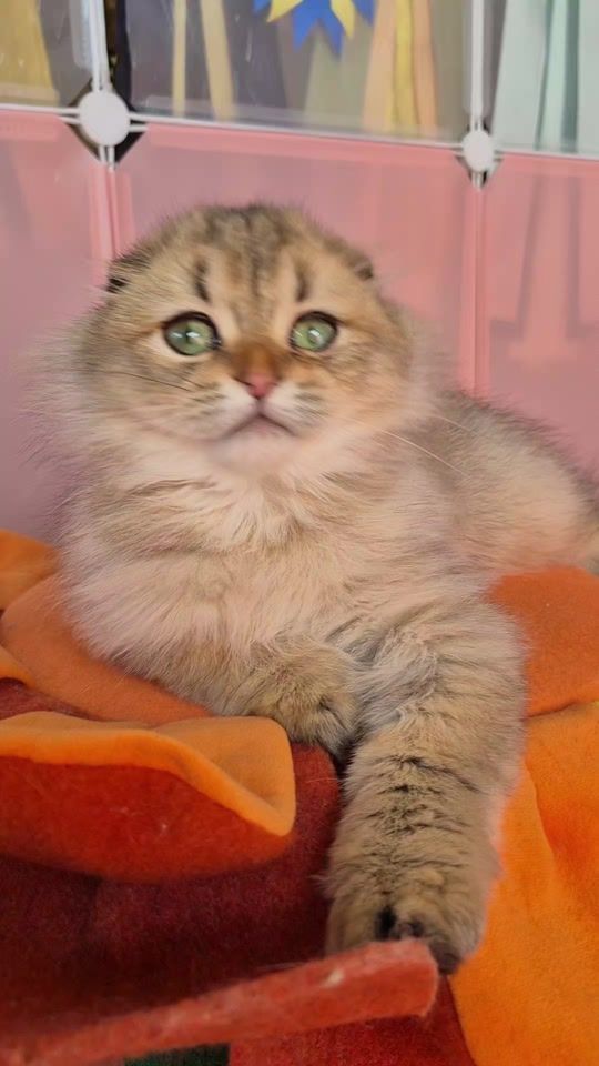 TikTok video thumbnail by cattery_cosmostar