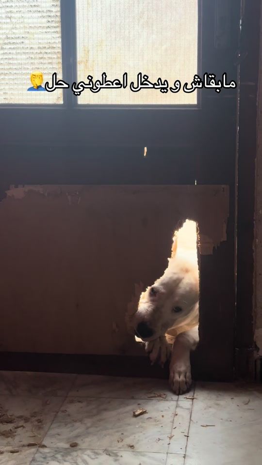 TikTok video thumbnail by mer.lem03