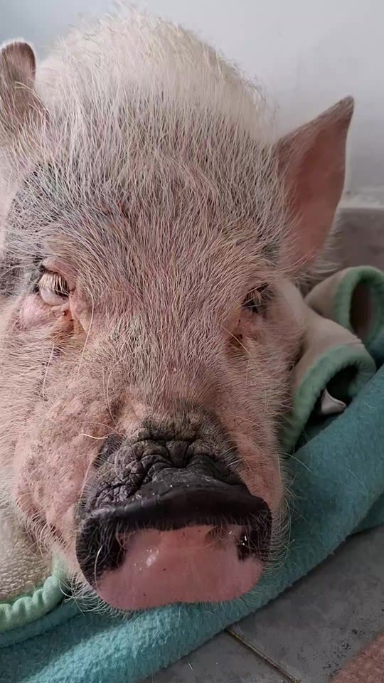 TikTok video thumbnail by ibipig