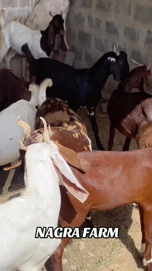 TikTok video thumbnail by nagrafarm1