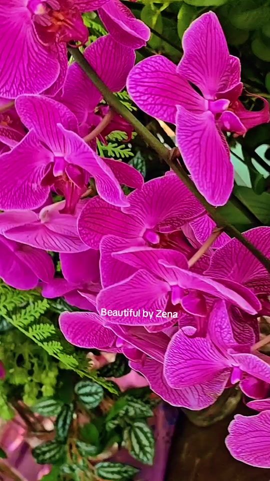 TikTok video thumbnail by zena.mawar