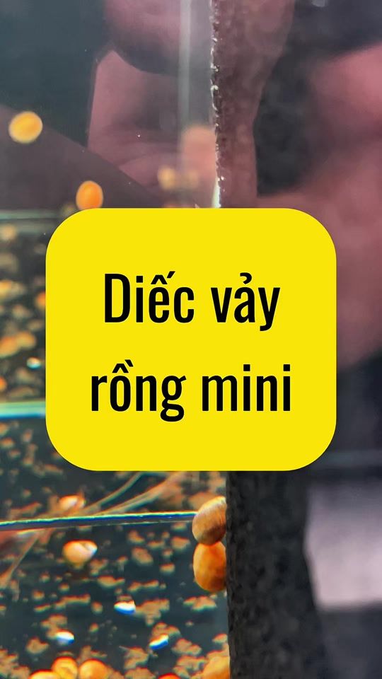 TikTok video thumbnail by nghienthungxop