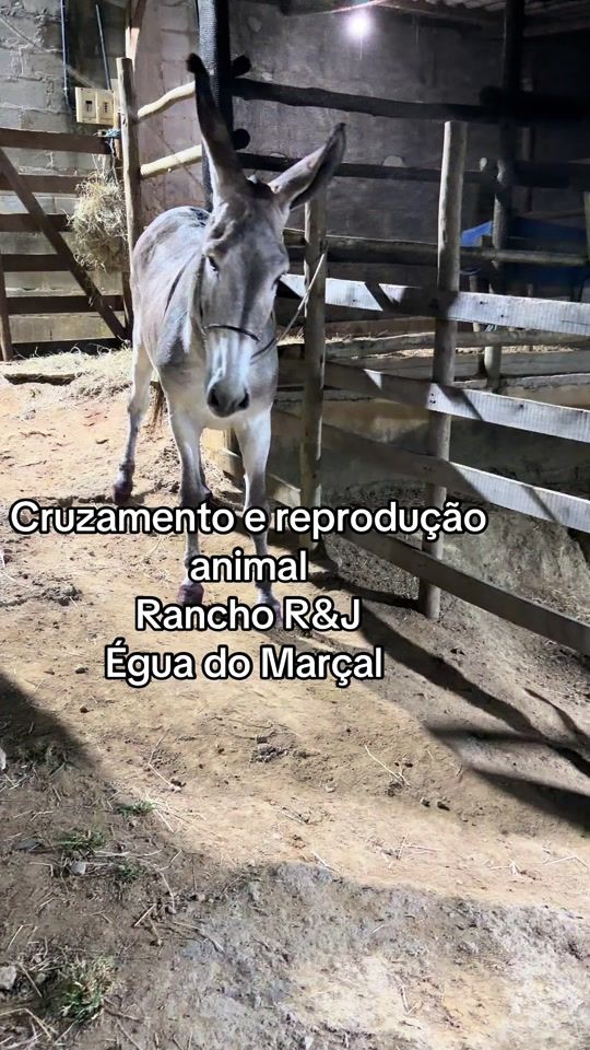 TikTok video thumbnail by preto_pinto