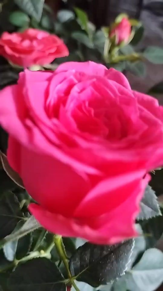 TikTok video thumbnail by flores__vera