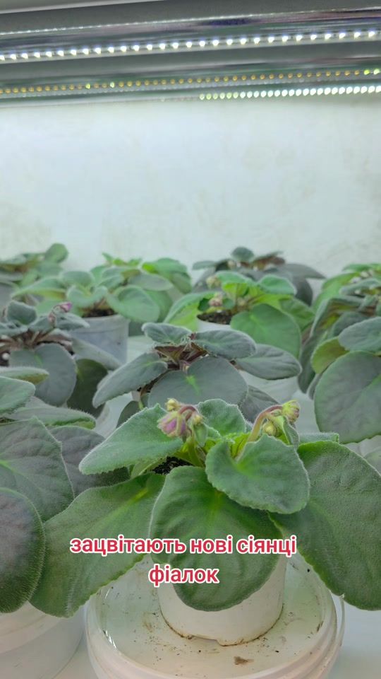 TikTok video thumbnail by innafialky