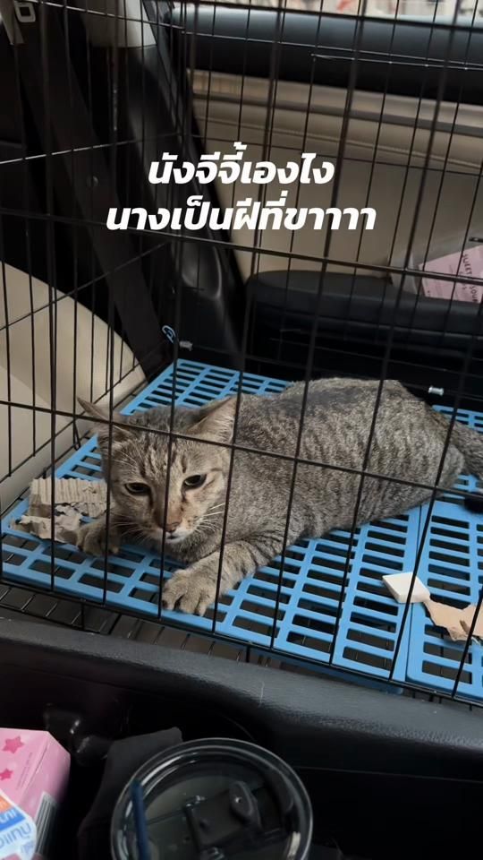 TikTok video thumbnail by ruaipueai