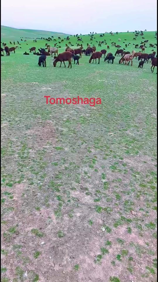TikTok video thumbnail by bobur_507