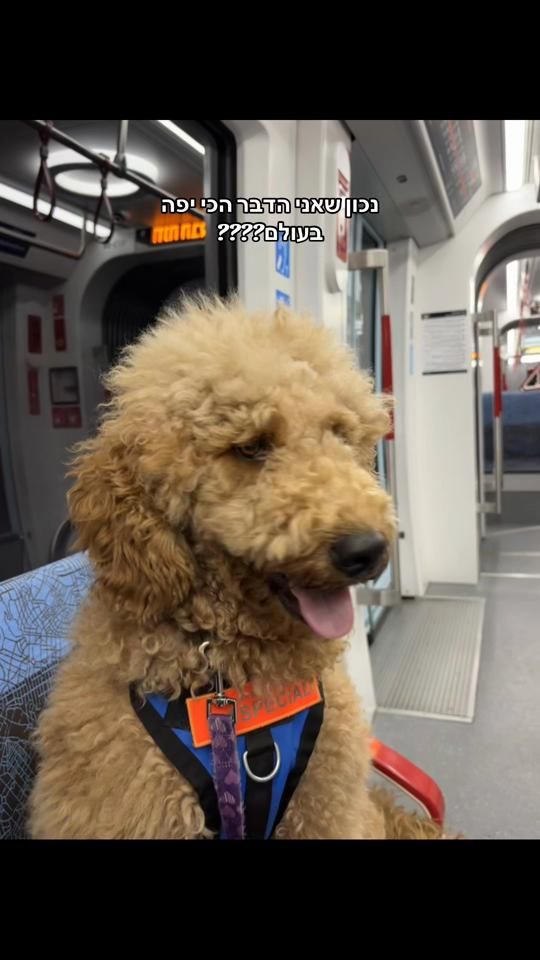 TikTok video thumbnail by avishag_shitrit