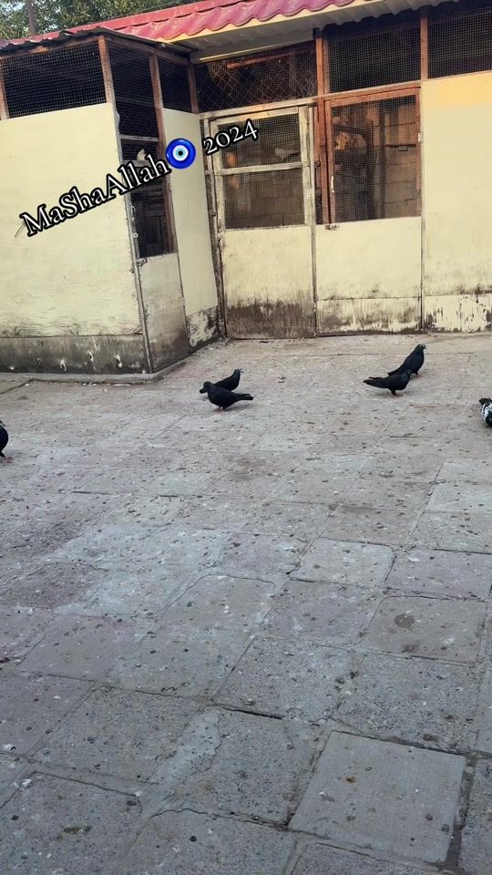 TikTok video thumbnail by r__a004