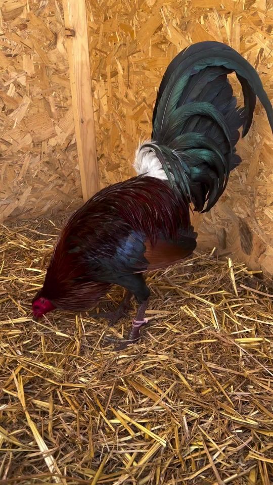 TikTok video thumbnail by greenjeanfarms