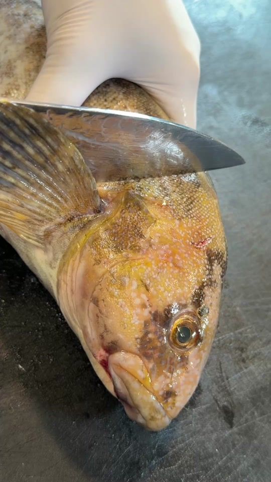 TikTok video thumbnail by papachelfishcooking