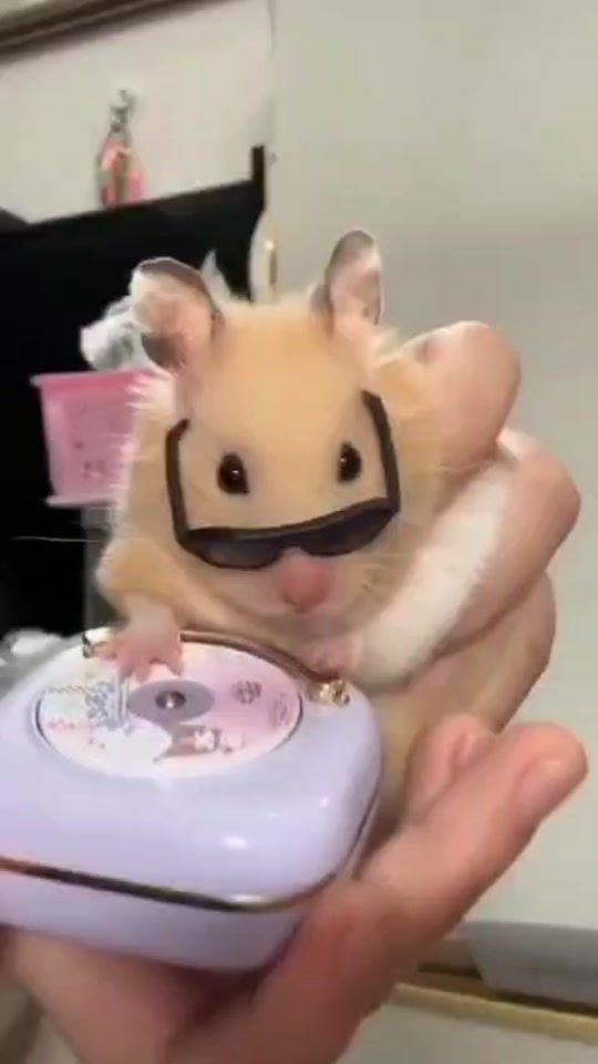 TikTok video thumbnail by zueirarrando