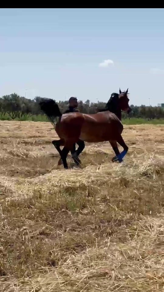 TikTok video thumbnail by vision_arabians