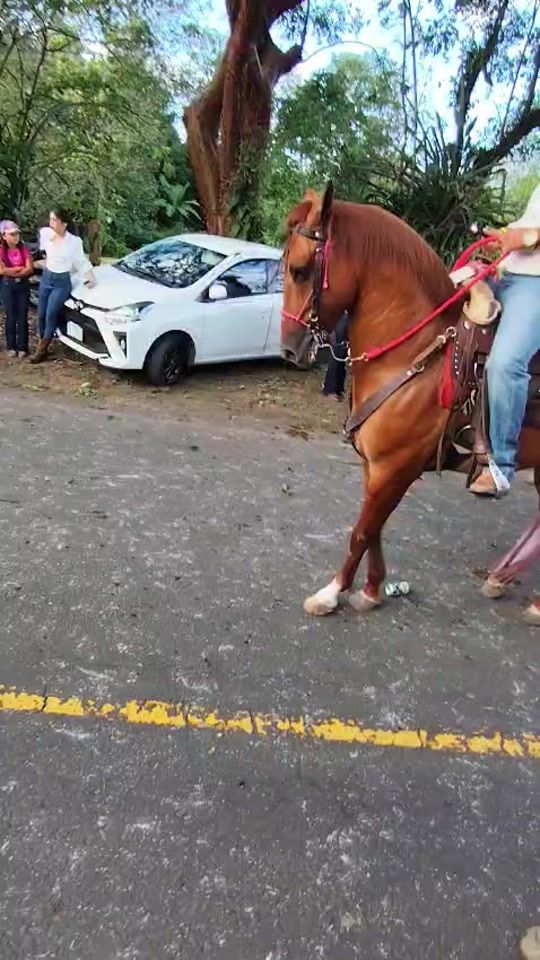 TikTok video thumbnail by erlingurieloporta