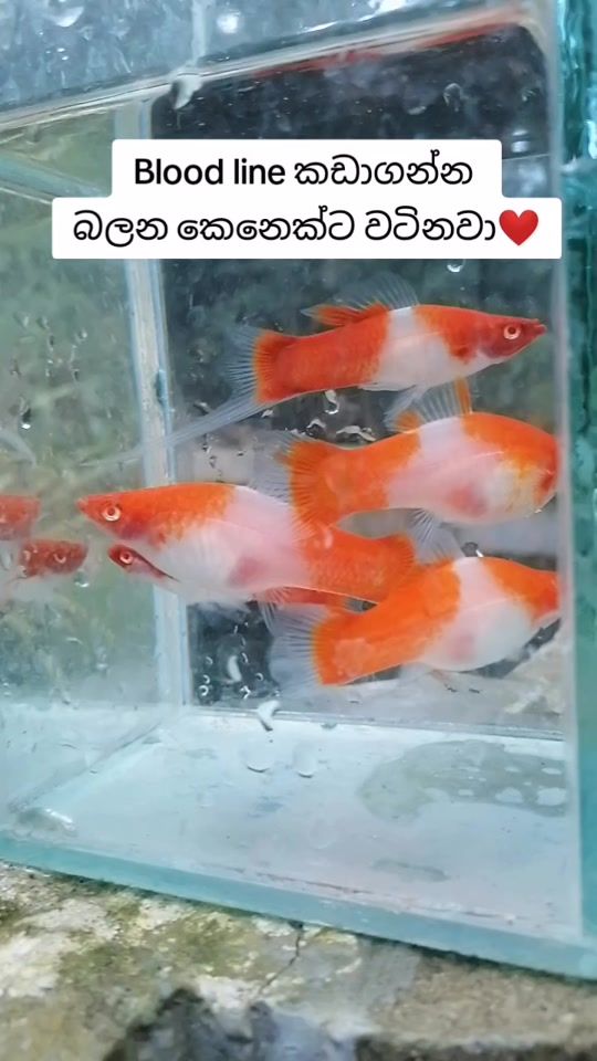 TikTok video thumbnail by kasun.aqua.farm