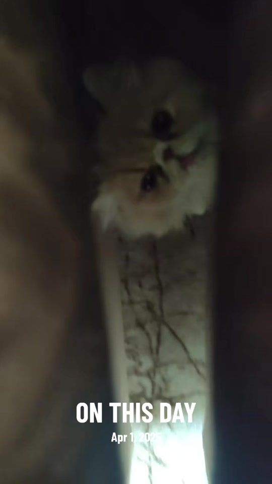 TikTok video thumbnail by rawa_halabja