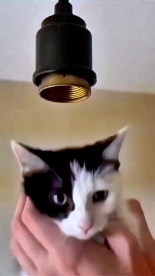 TikTok video thumbnail by mago.habibi