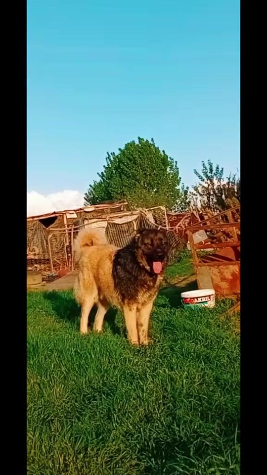 TikTok video thumbnail by tigratekuq1
