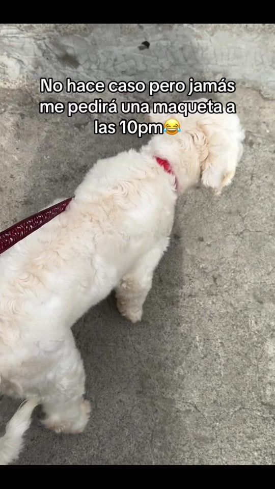 TikTok video thumbnail by anii_908