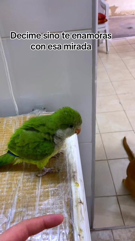 TikTok video thumbnail by romiischumacher2