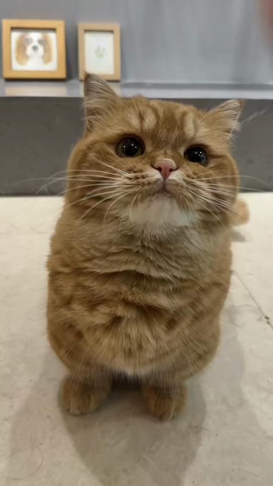 TikTok video thumbnail by user8577453459605
