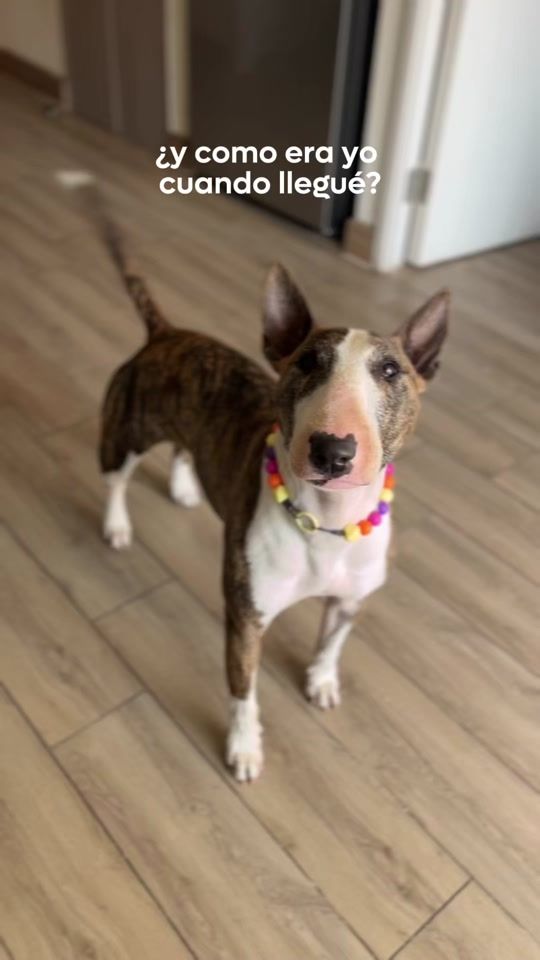 TikTok video thumbnail by mocca.bullterrier