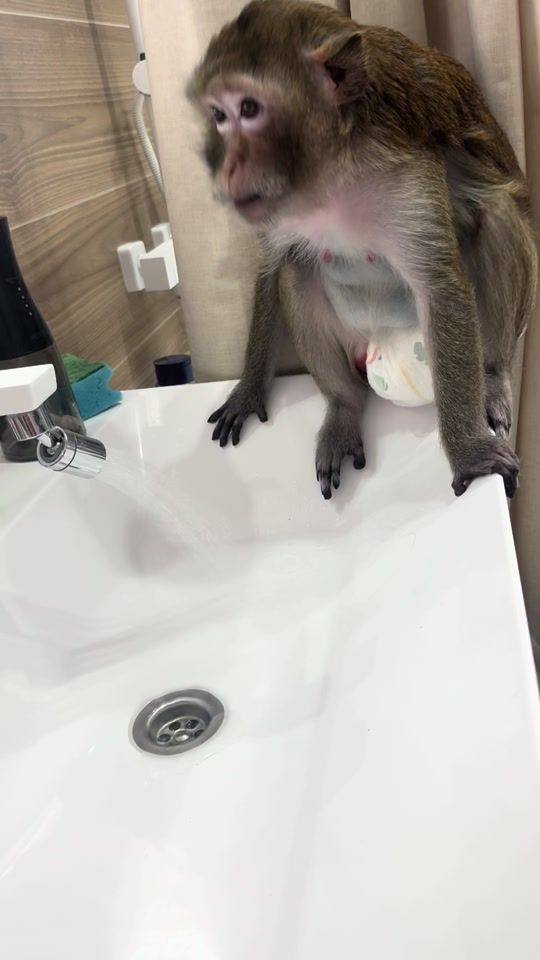 TikTok video thumbnail by samara_monkey_t.me