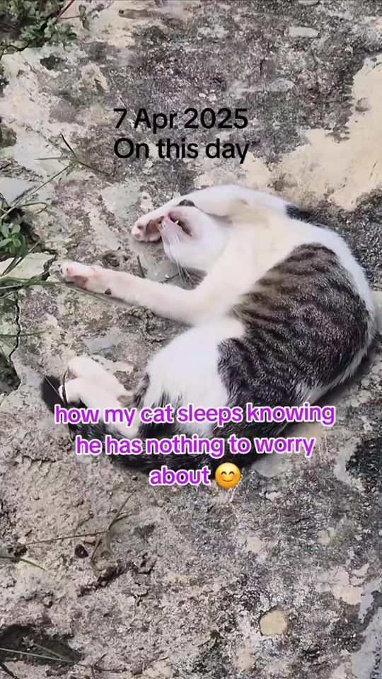 TikTok video thumbnail by naturepets32