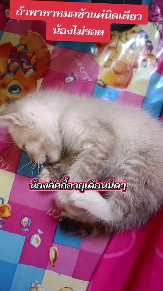 TikTok video thumbnail by my.y457