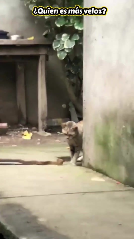 TikTok video thumbnail by oscarojito