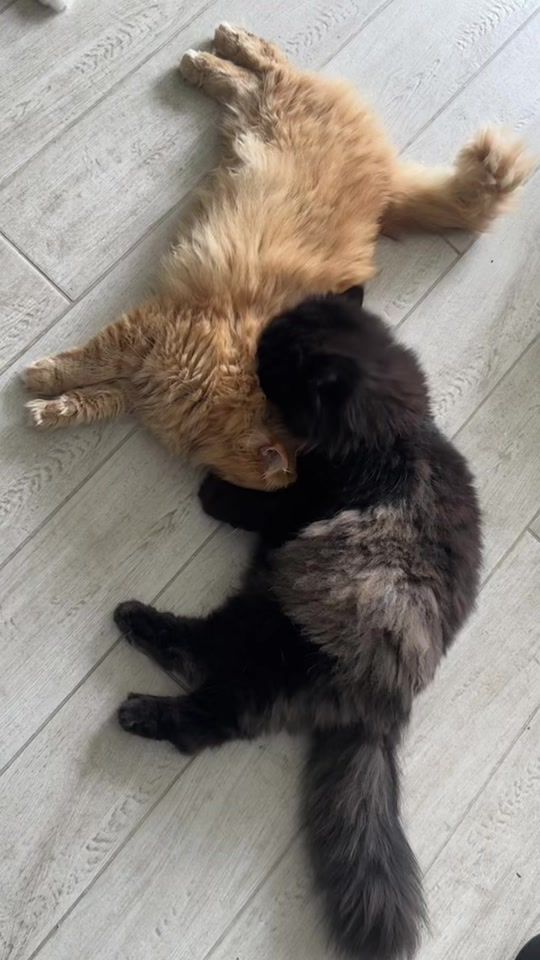 TikTok video thumbnail by devoramerinodiaz