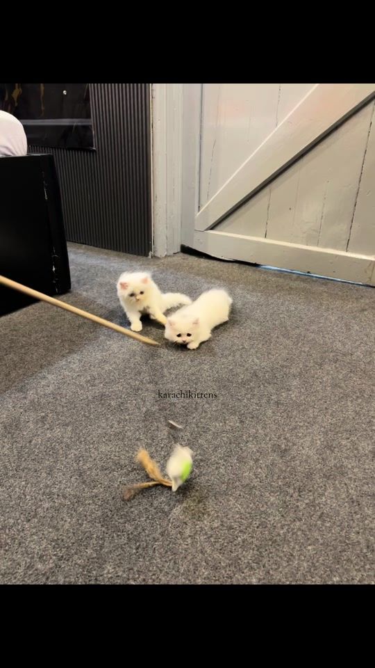 TikTok video thumbnail by karachikittens