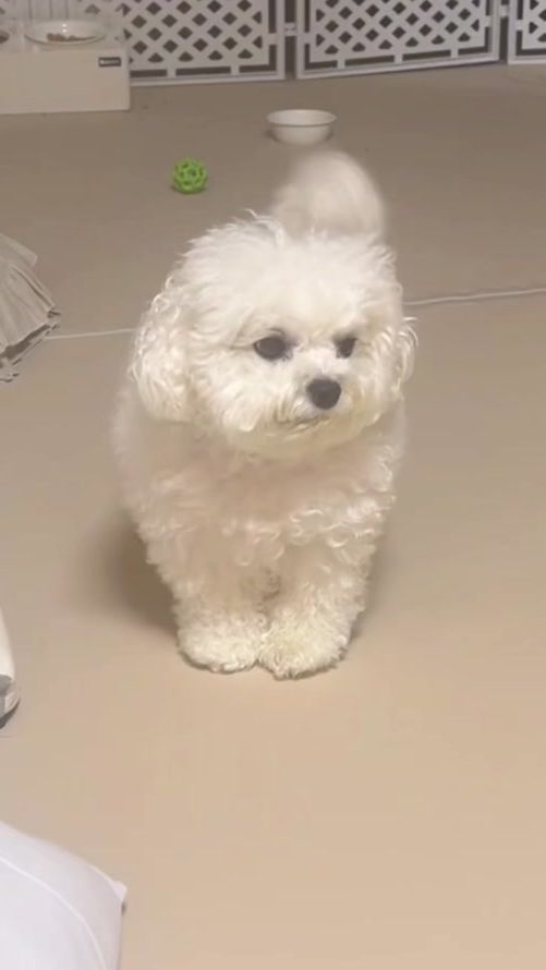 TikTok video thumbnail by merch_l