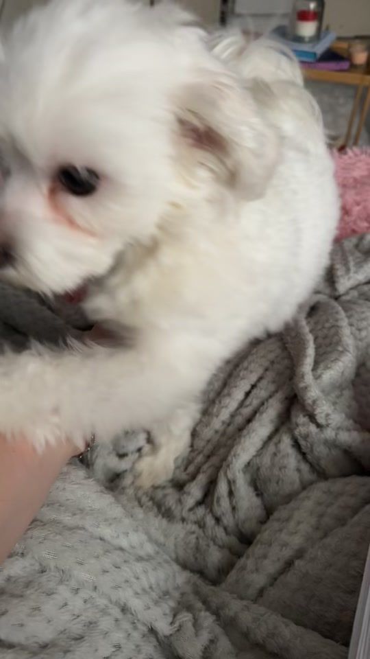 TikTok video thumbnail by max.maximus24