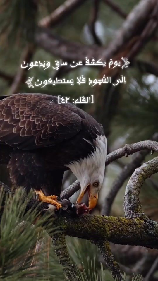 TikTok video thumbnail by mohannan0