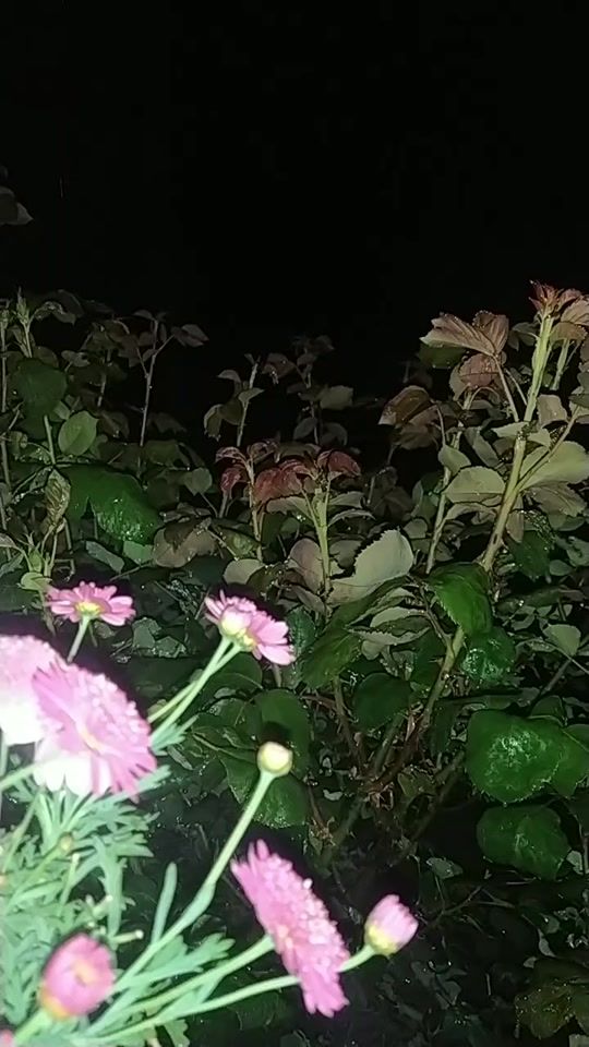TikTok video thumbnail by sevgiye_nifret_46_