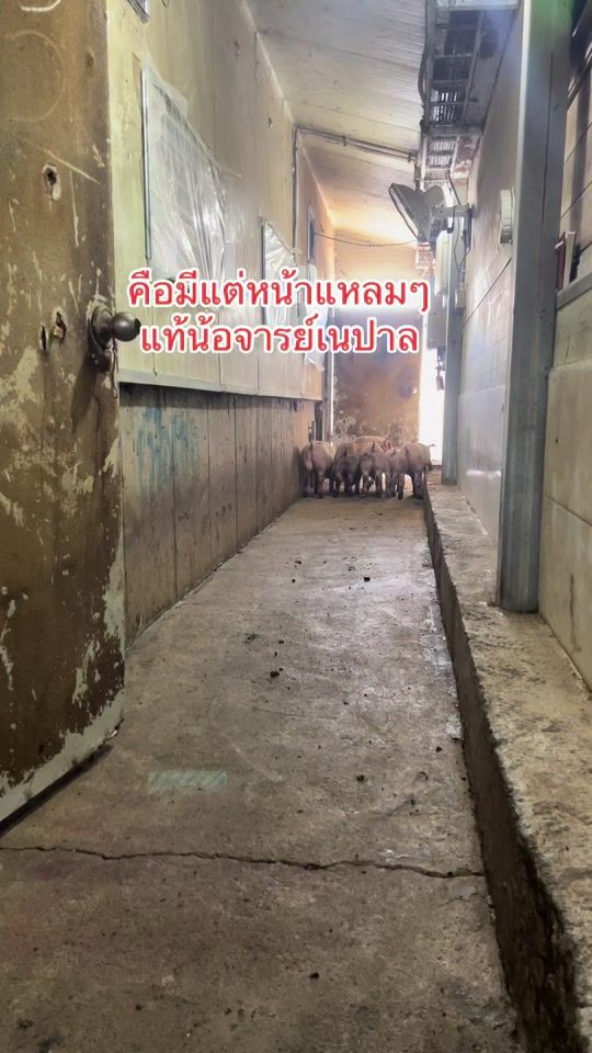 TikTok video thumbnail by folk_phosiri