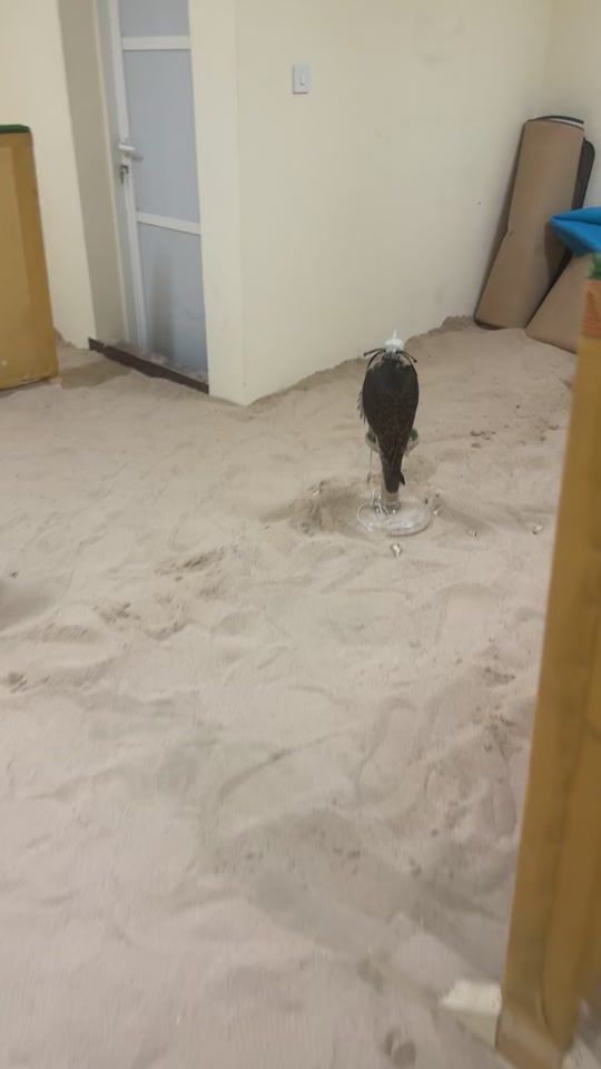 TikTok video thumbnail by njnnvsbt
