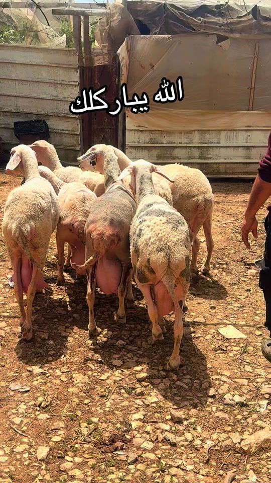 TikTok video thumbnail by mahmoudabujadea
