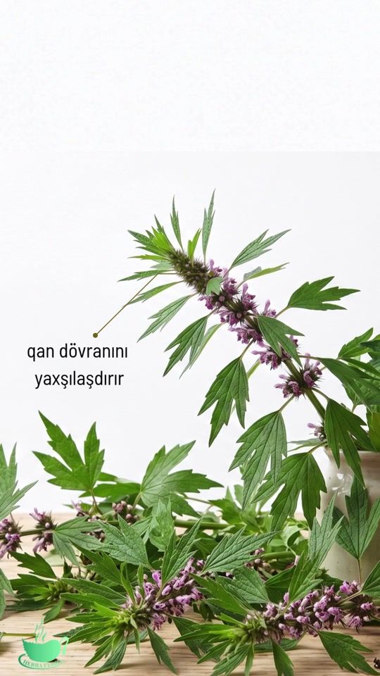 TikTok video thumbnail by herba_flora_az