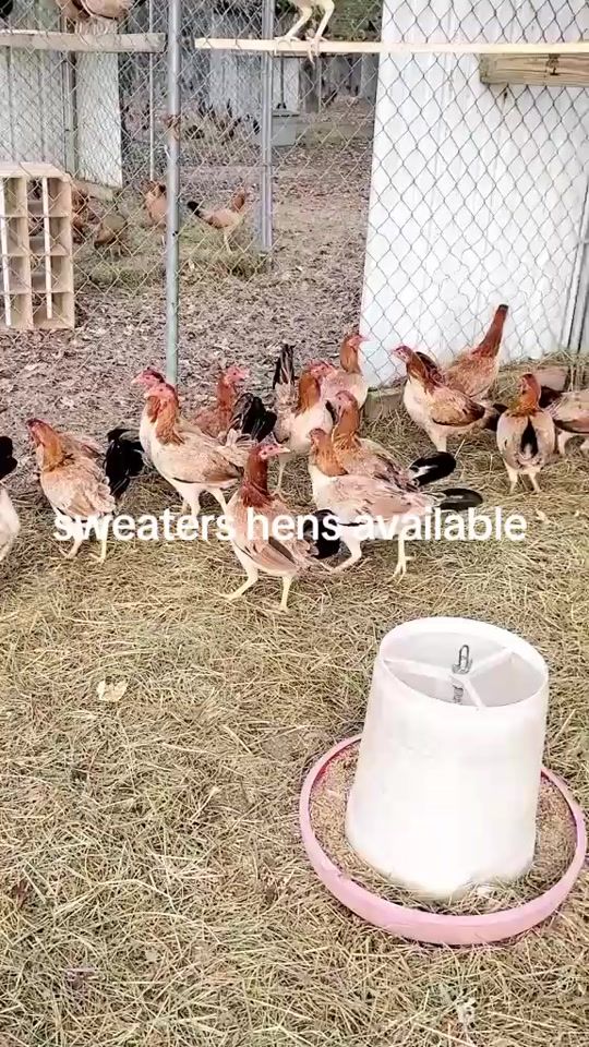 TikTok video thumbnail by jeffrey_gamefowls