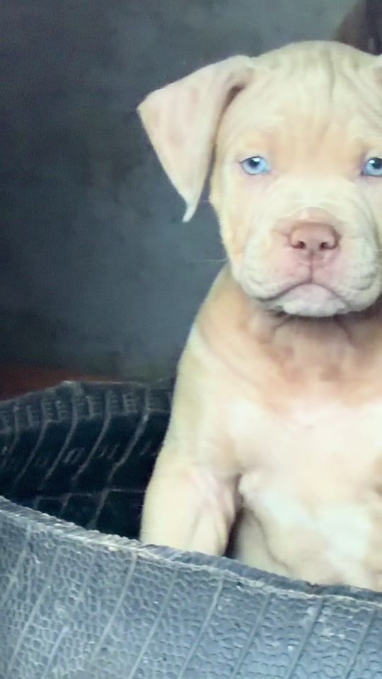TikTok video thumbnail by dwkkennel