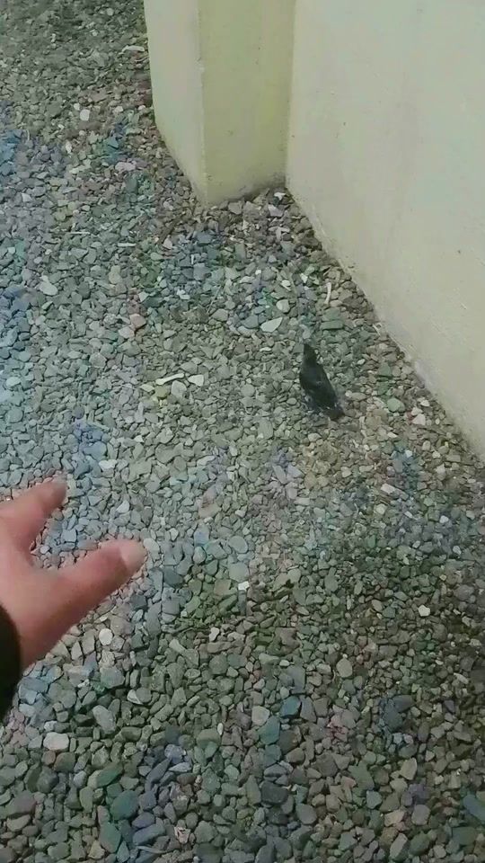 TikTok video thumbnail by jsambilad