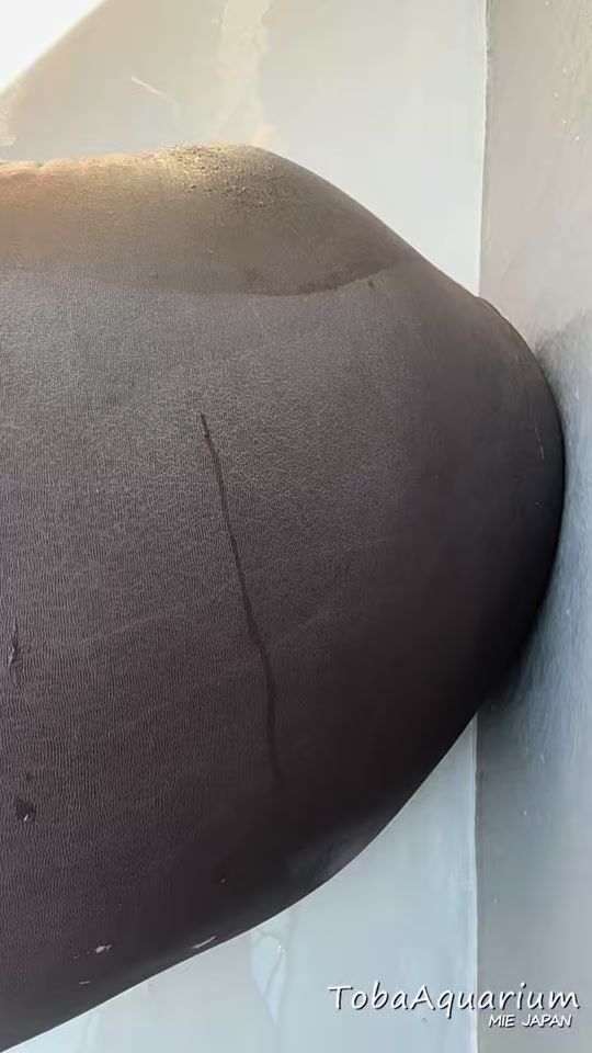 TikTok video thumbnail by toba_aquarium.official