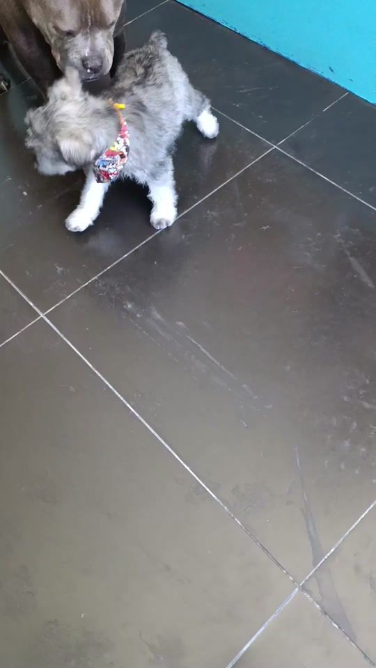 TikTok video thumbnail by huellitas.vet.bambamarca