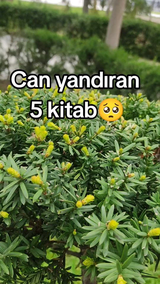 TikTok video thumbnail by kitab_satisi_28may