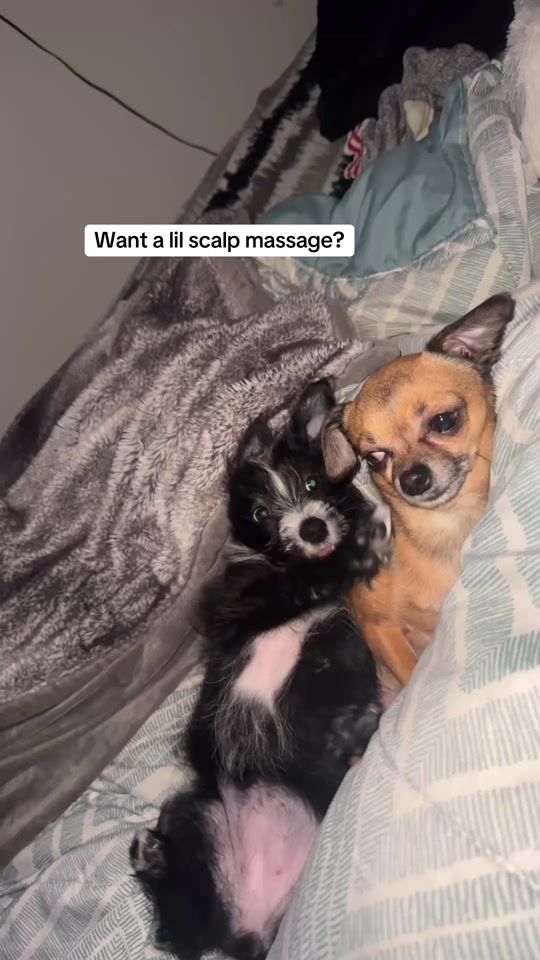 TikTok video thumbnail by binkythechichi2