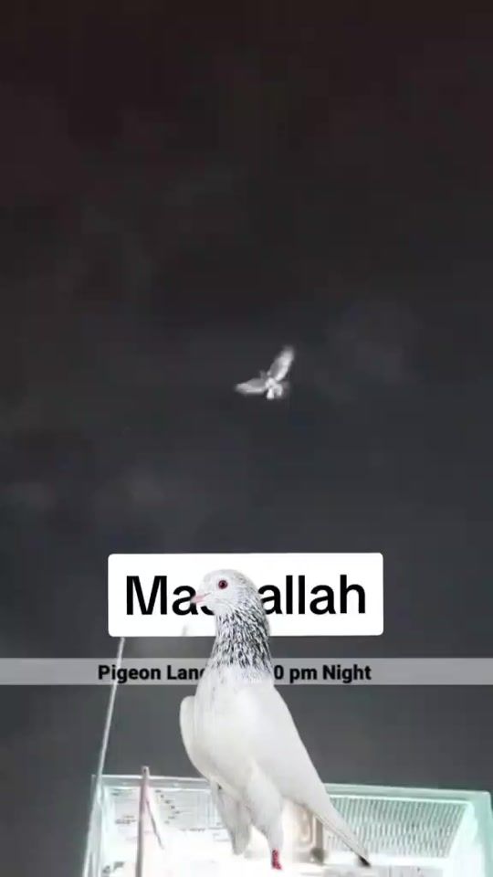 TikTok video thumbnail by allah.din32