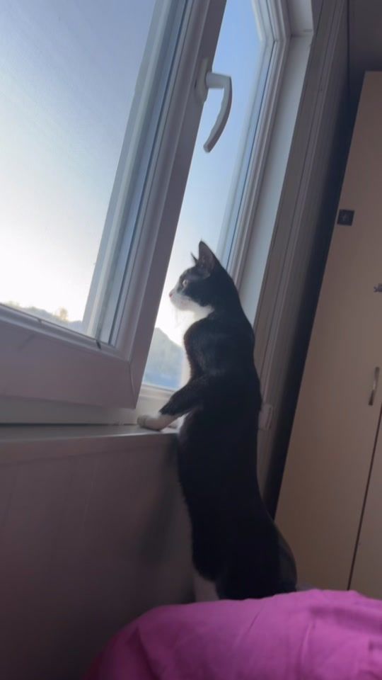 TikTok video thumbnail by lalssiii